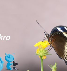 Tips dan Trik Fotografi Makro 10